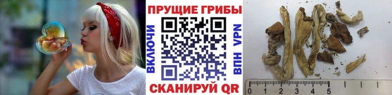 закладка Владикавказ Псилоцибиновые грибы Psilocybine cubensis